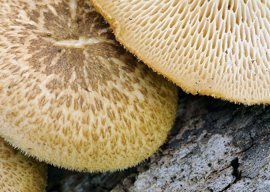 Polyporus arcularius - foto 6612