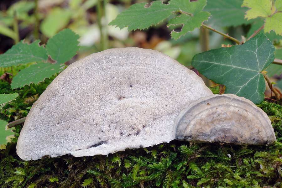 Sicuram. una Postia forse caesia foto 4005(Postia subcaesia)