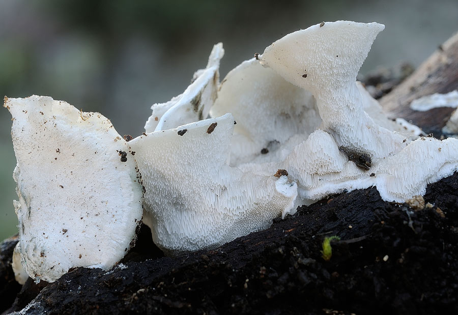 Credo Postia sp. - foto 9622 (Postia caesia)
