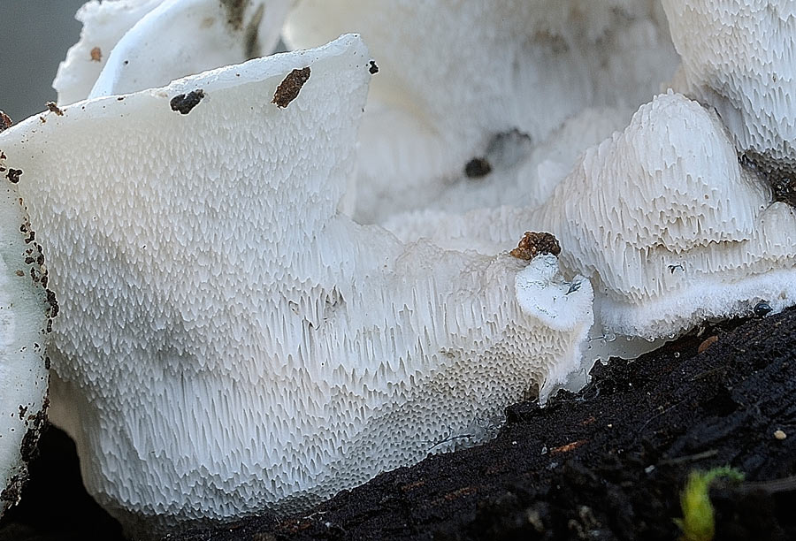 Credo Postia sp. - foto 9622 (Postia caesia)