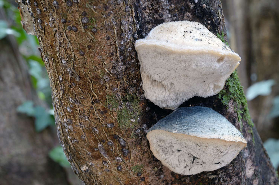 Postia sp. - foto 9683 (Postia caesia)