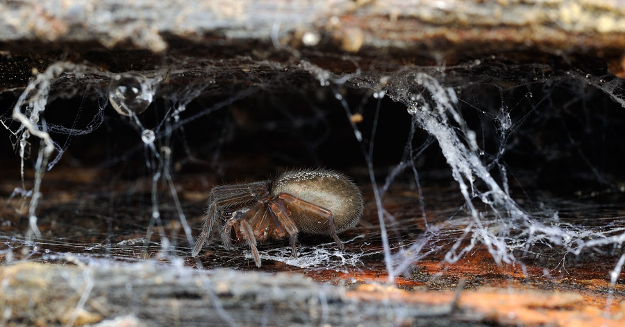 Amaurobius erberi - Intermesoli (TE)