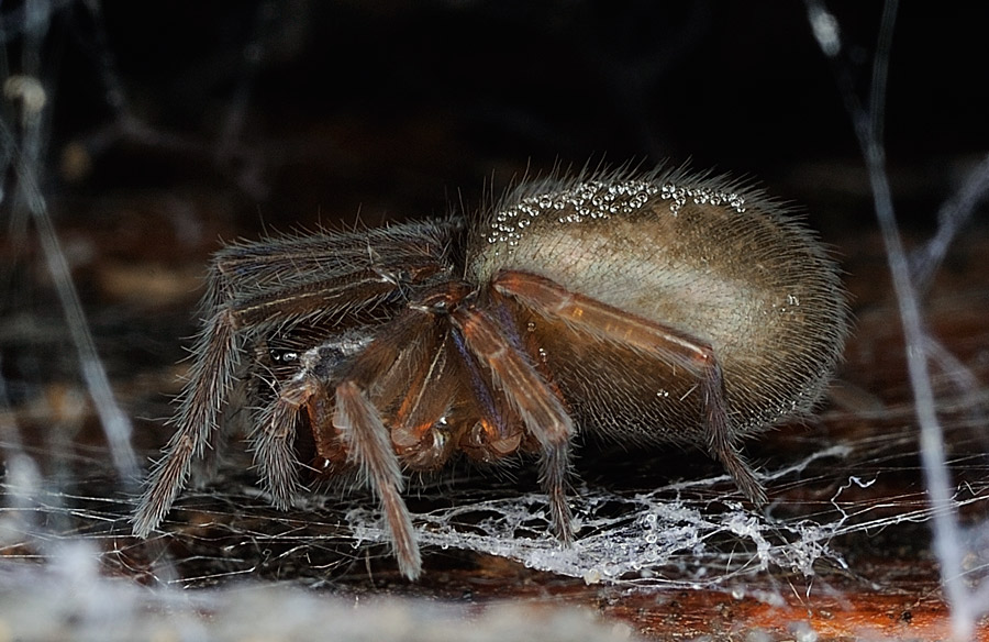 Amaurobius erberi - Intermesoli (TE)