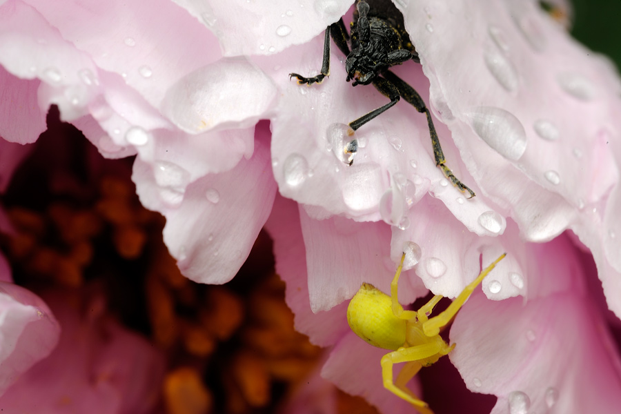 Misumena vatia e Cerambix cf scopolii - Pietra Camela (TE)