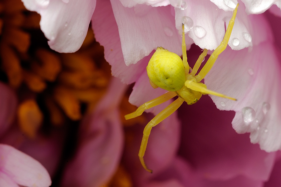 Misumena vatia e Cerambix cf scopolii - Pietra Camela (TE)
