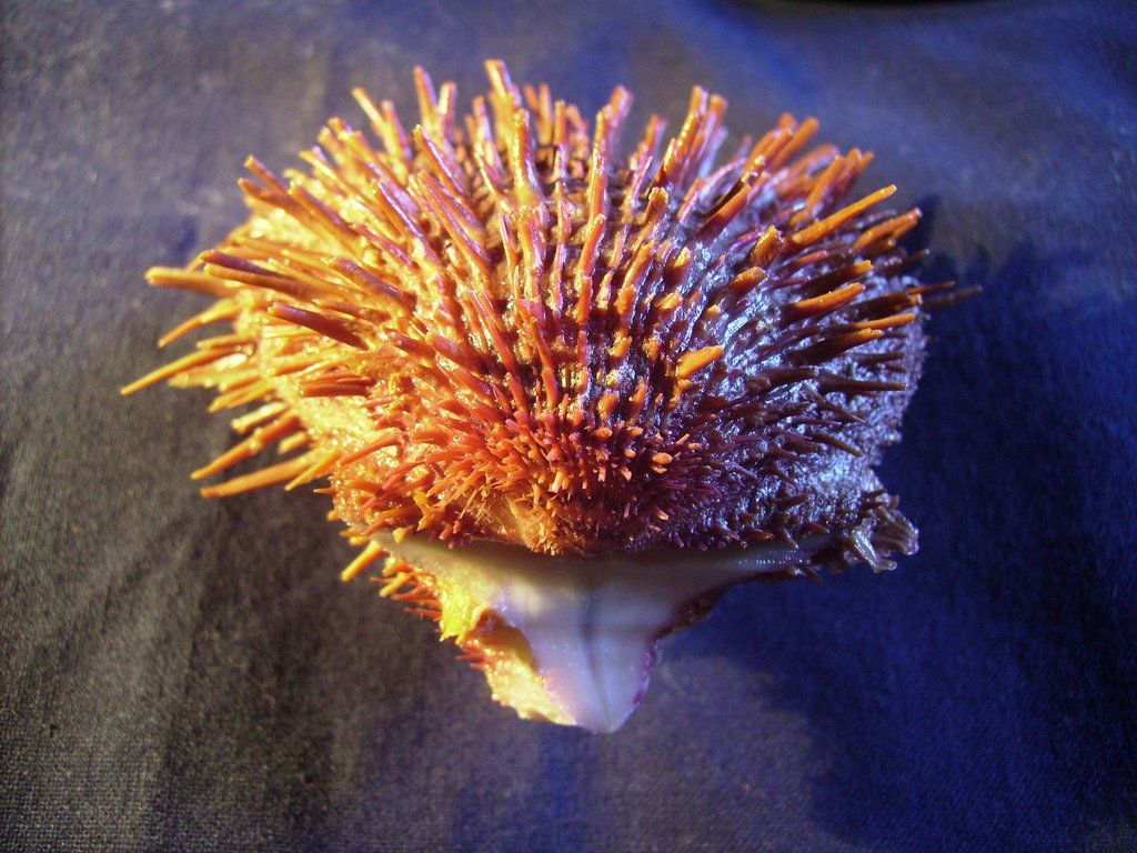 spondylus cevikeri dal Mediterraneo