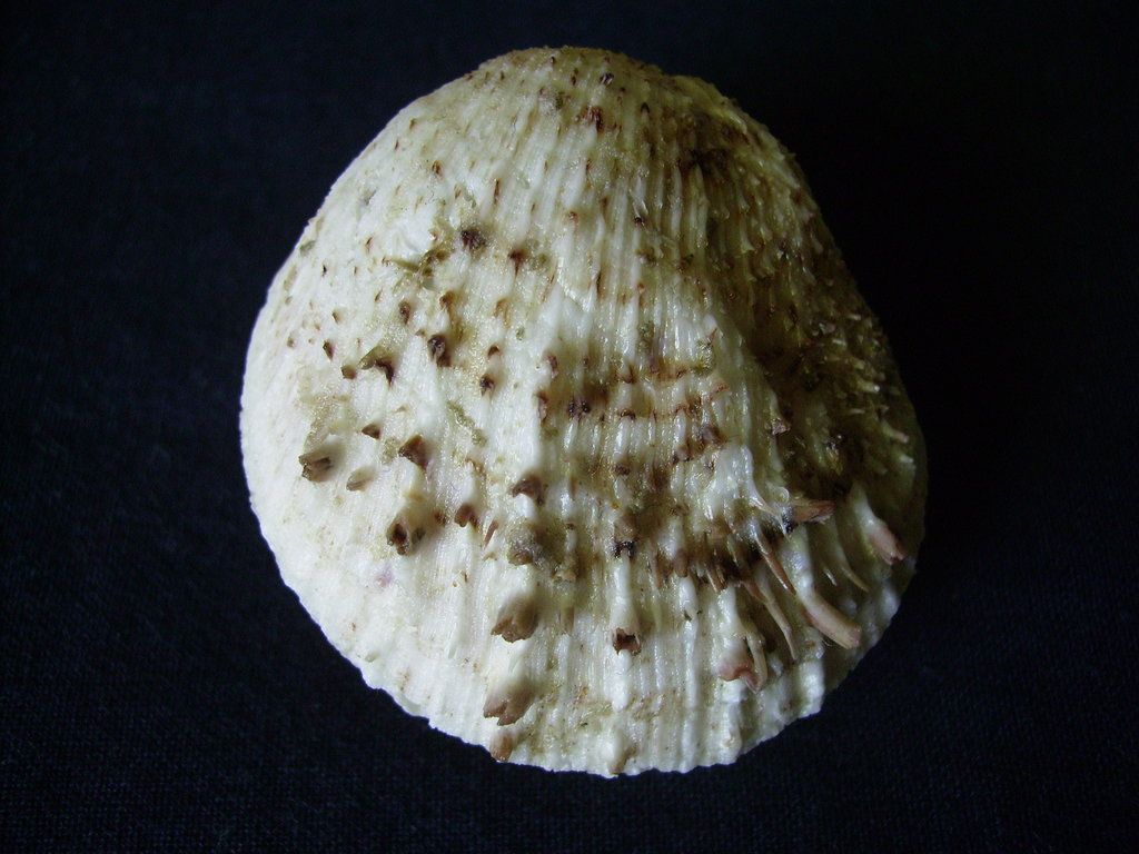 spondylus camurus