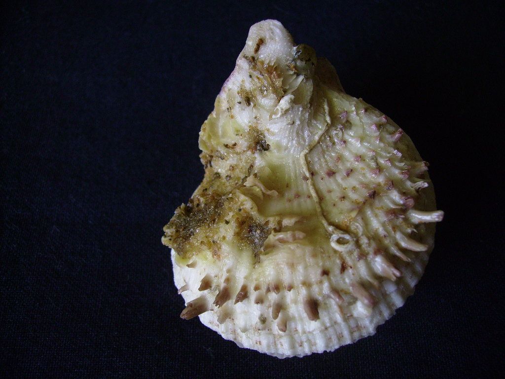 spondylus camurus