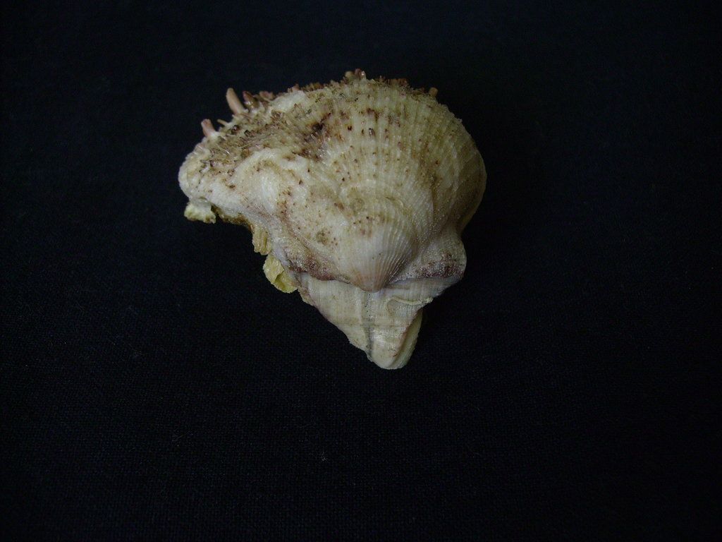 spondylus camurus