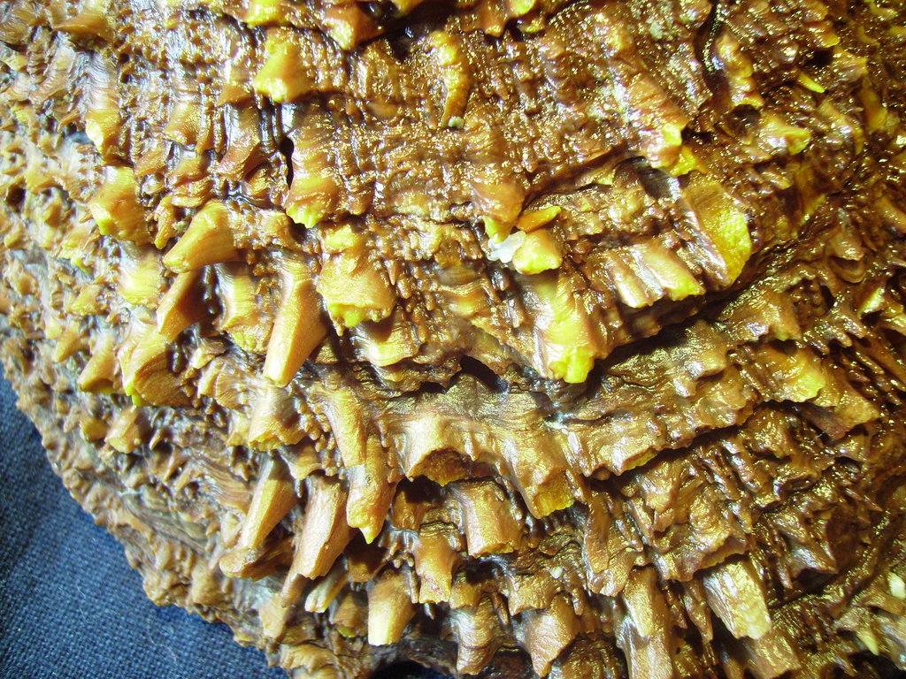 Novit� dal Mar Mediterraneo orientale