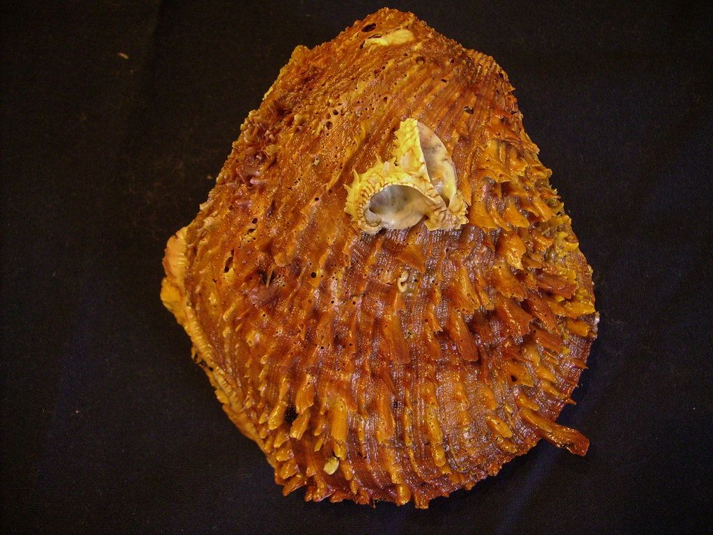 Novit� dal Mar Mediterraneo orientale