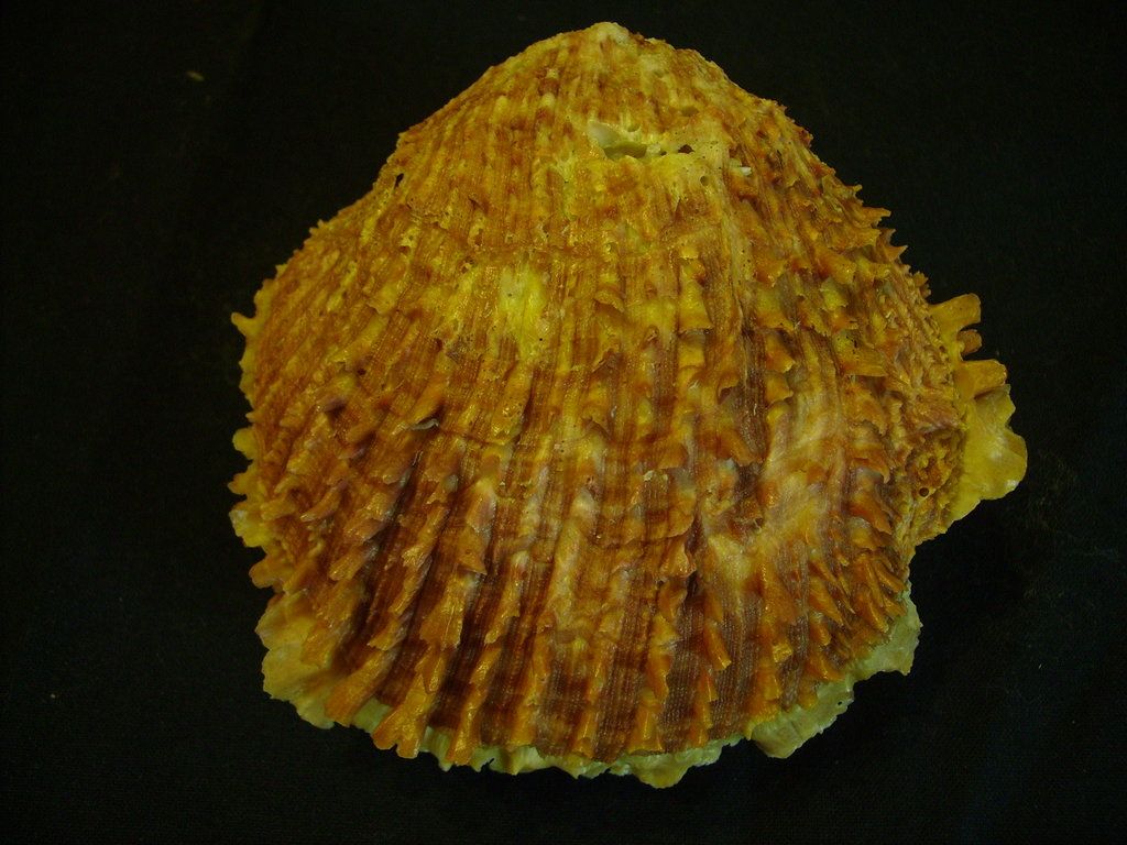 Novit� dal Mar Mediterraneo orientale