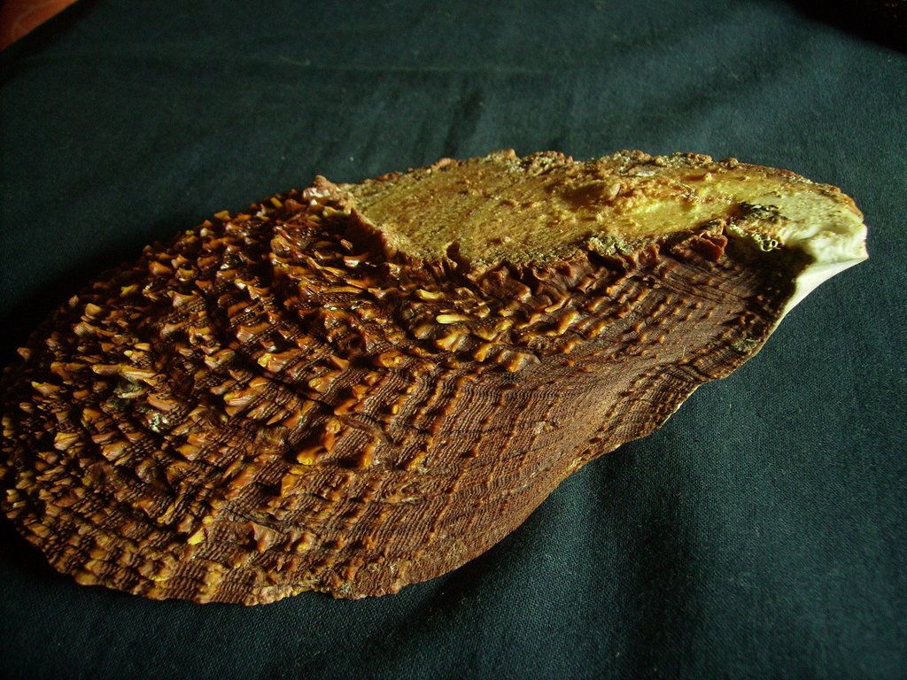 Novit� dal Mar Mediterraneo orientale