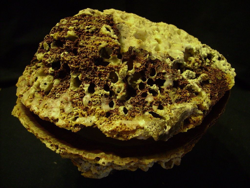 Novit� dal Mar Mediterraneo orientale