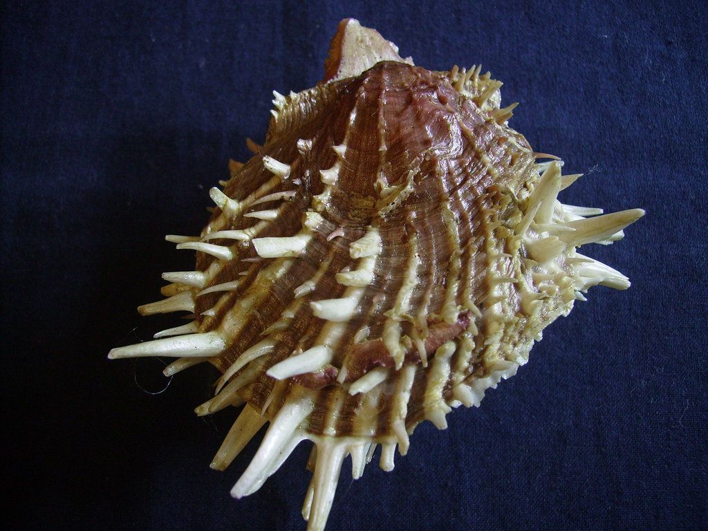 Novit� dal Mar Mediterraneo orientale