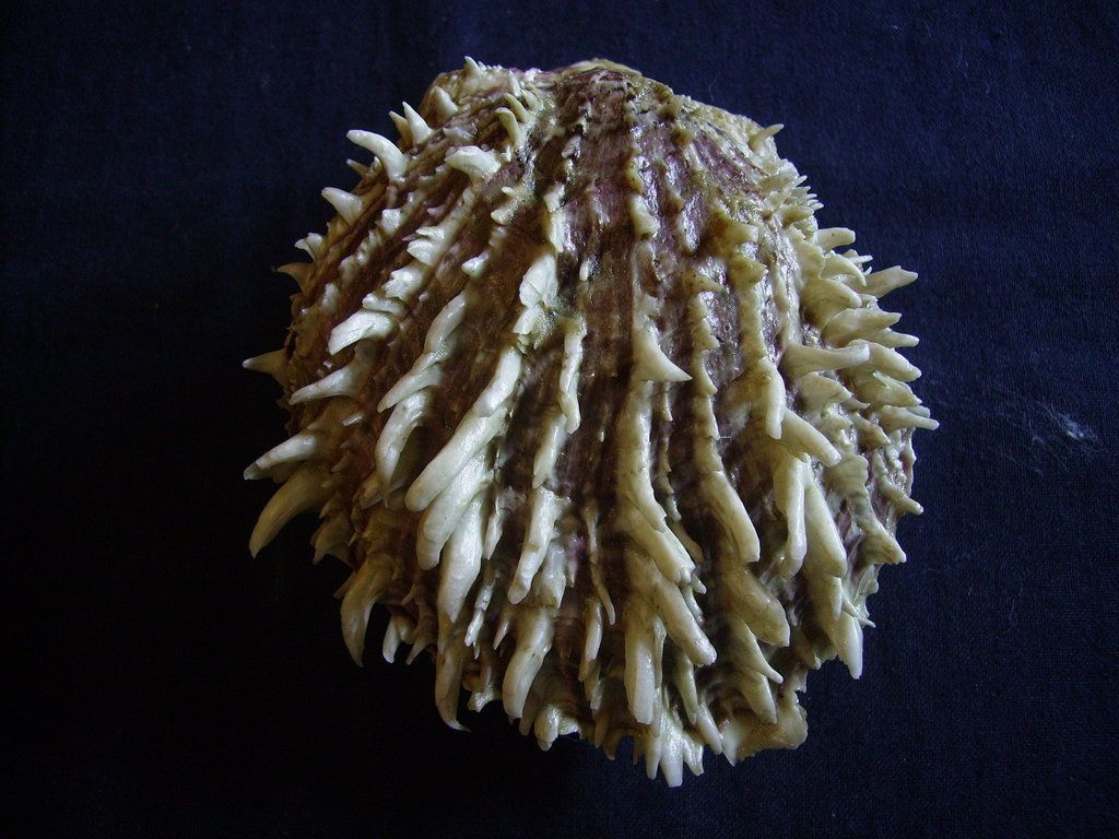 Novit� dal Mar Mediterraneo orientale