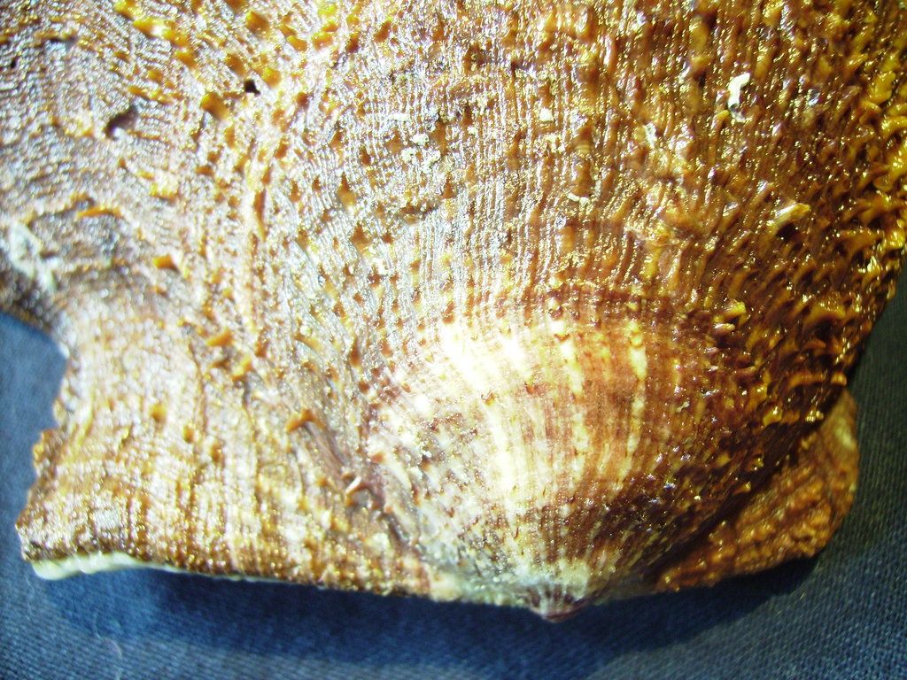 Novit� dal Mar Mediterraneo orientale