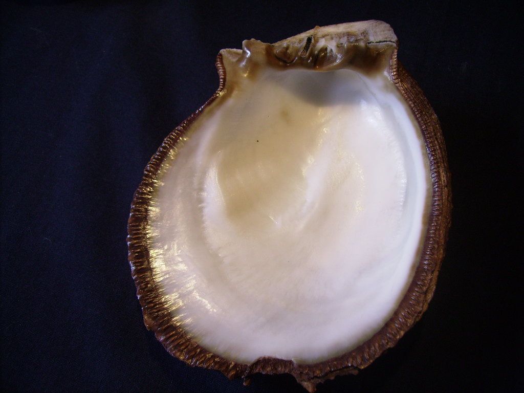 Novit� dal Mar Mediterraneo orientale