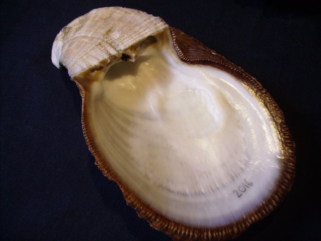 Novit� dal Mar Mediterraneo orientale