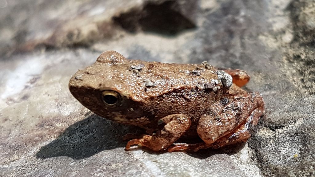 Rana italica - Basilicata