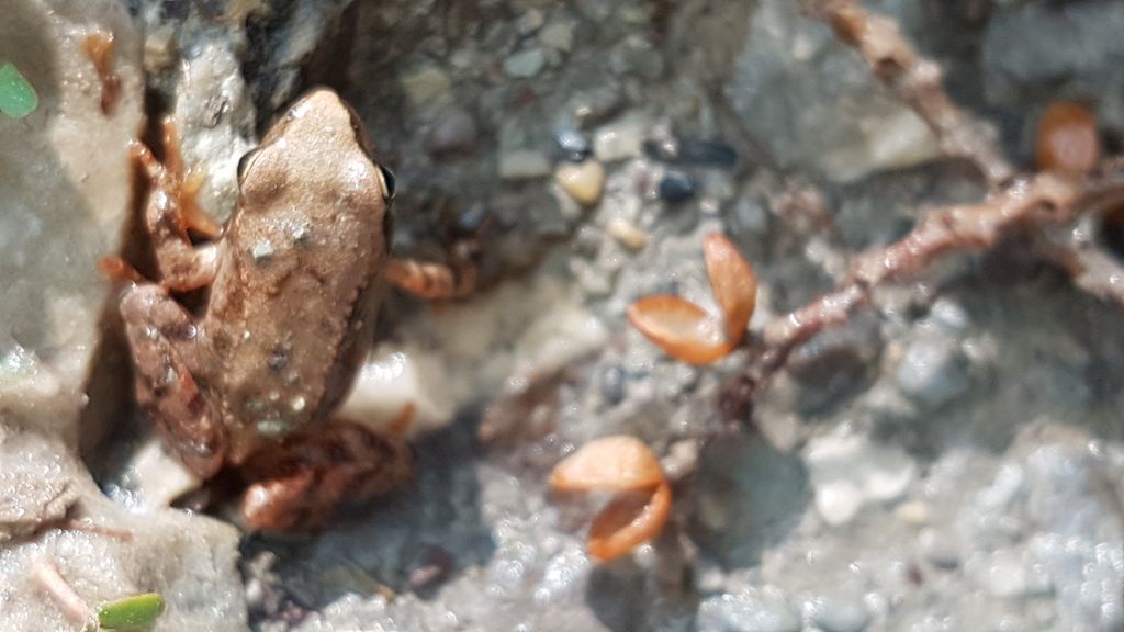 Rana italica - Basilicata