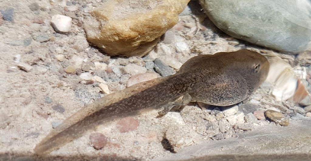 Rana italica - Basilicata