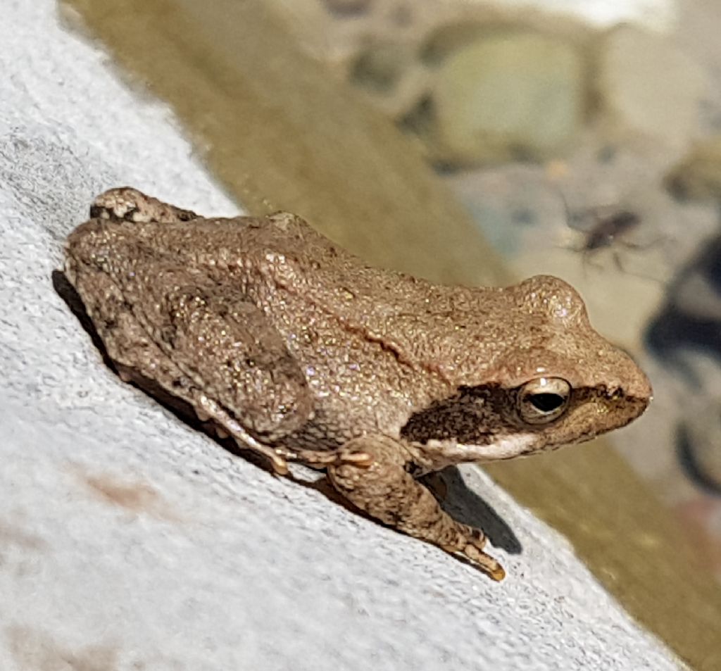 Rana italica - Basilicata