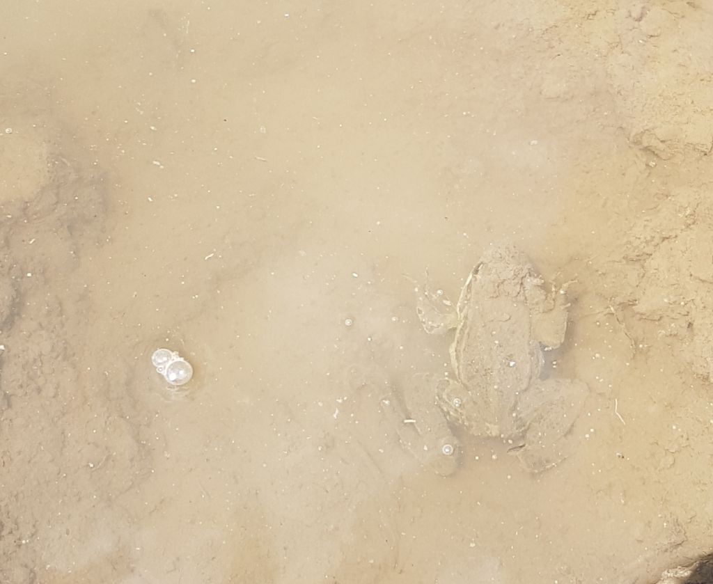 In cerca di ululoni... Pelophylax sp. - Basilicata