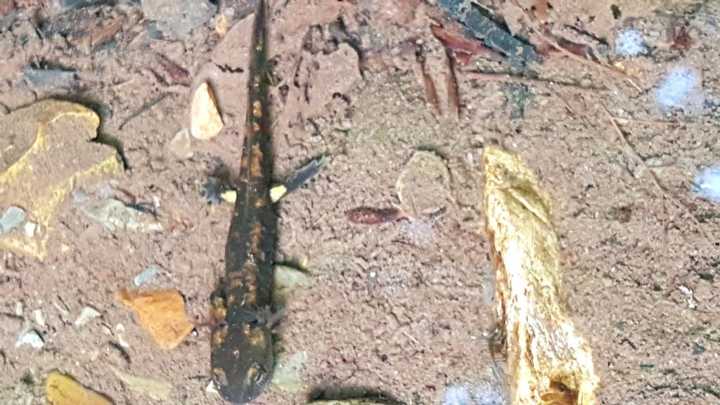 Identificazione salamandra - S. salamandra gigliolii