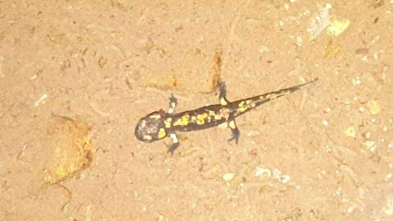 Identificazione salamandra - S. salamandra gigliolii