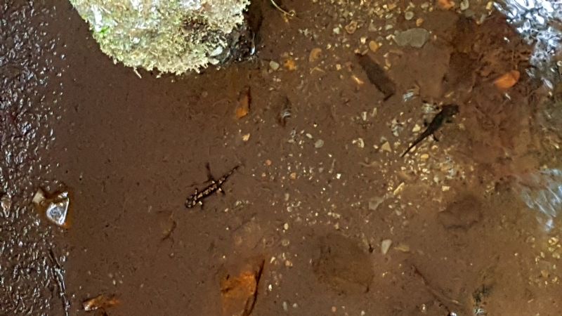 Identificazione salamandra - S. salamandra gigliolii