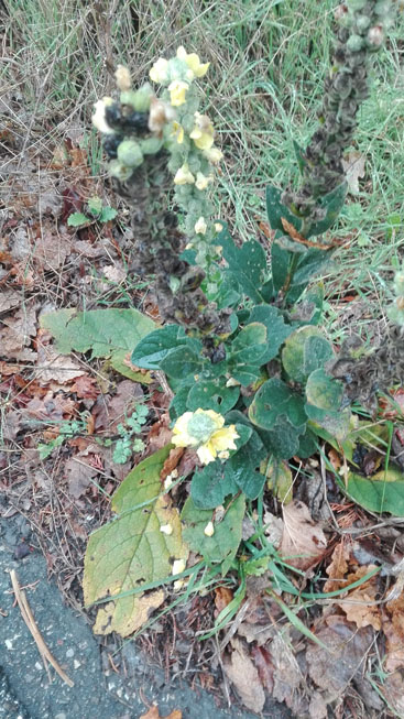 Verbascum thapsus?