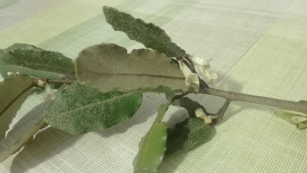 Arbusto dai fiori profumati: Elaeagnus pungens (Elaeagnaceae)