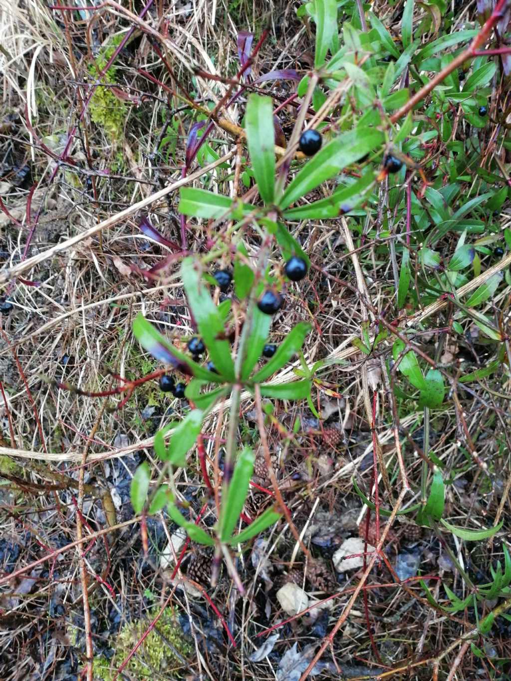 Rampicante:  Rubia peregrina