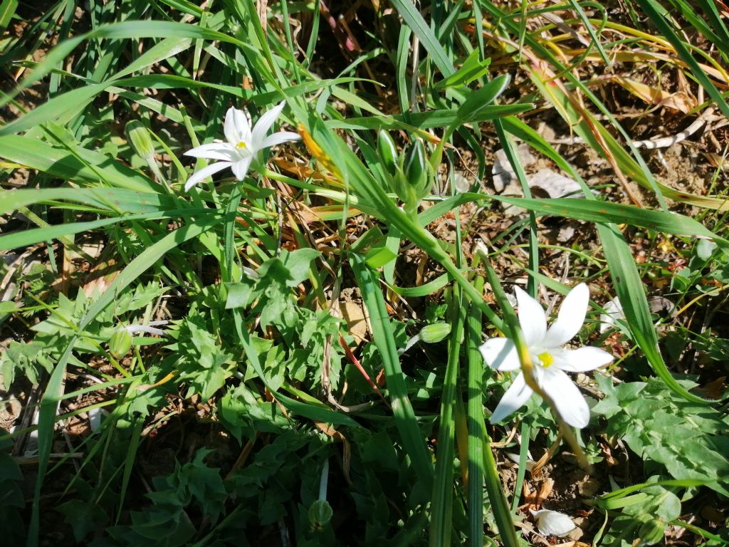 Ornithogalum umbellatum? Ornithogalum sp.