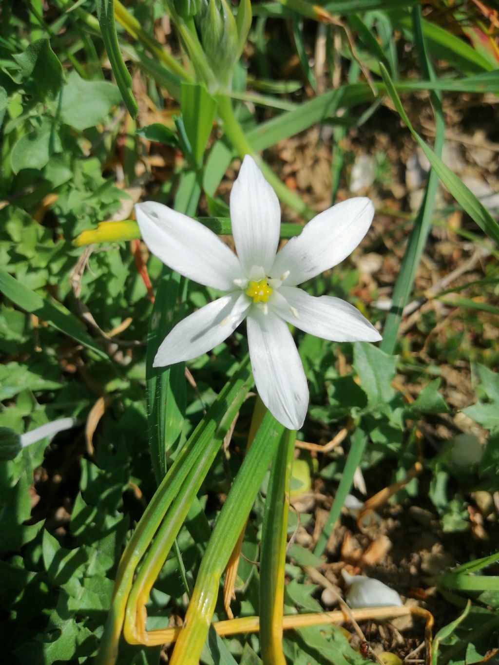 Ornithogalum umbellatum? Ornithogalum sp.