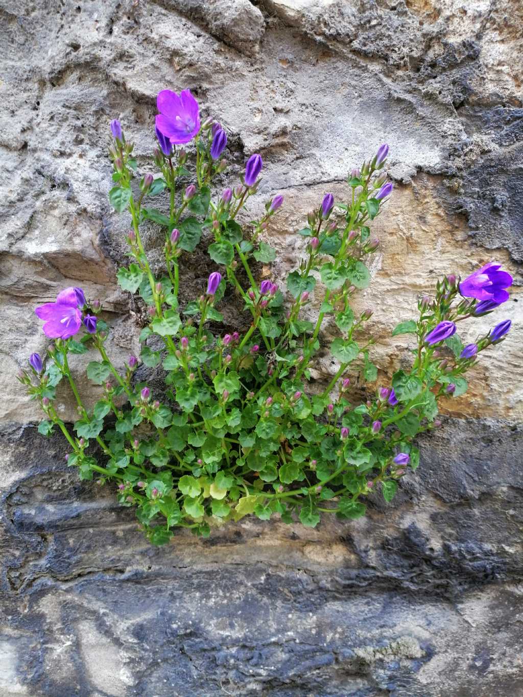 Campanula portenschlagiana / Campanula dalmata
