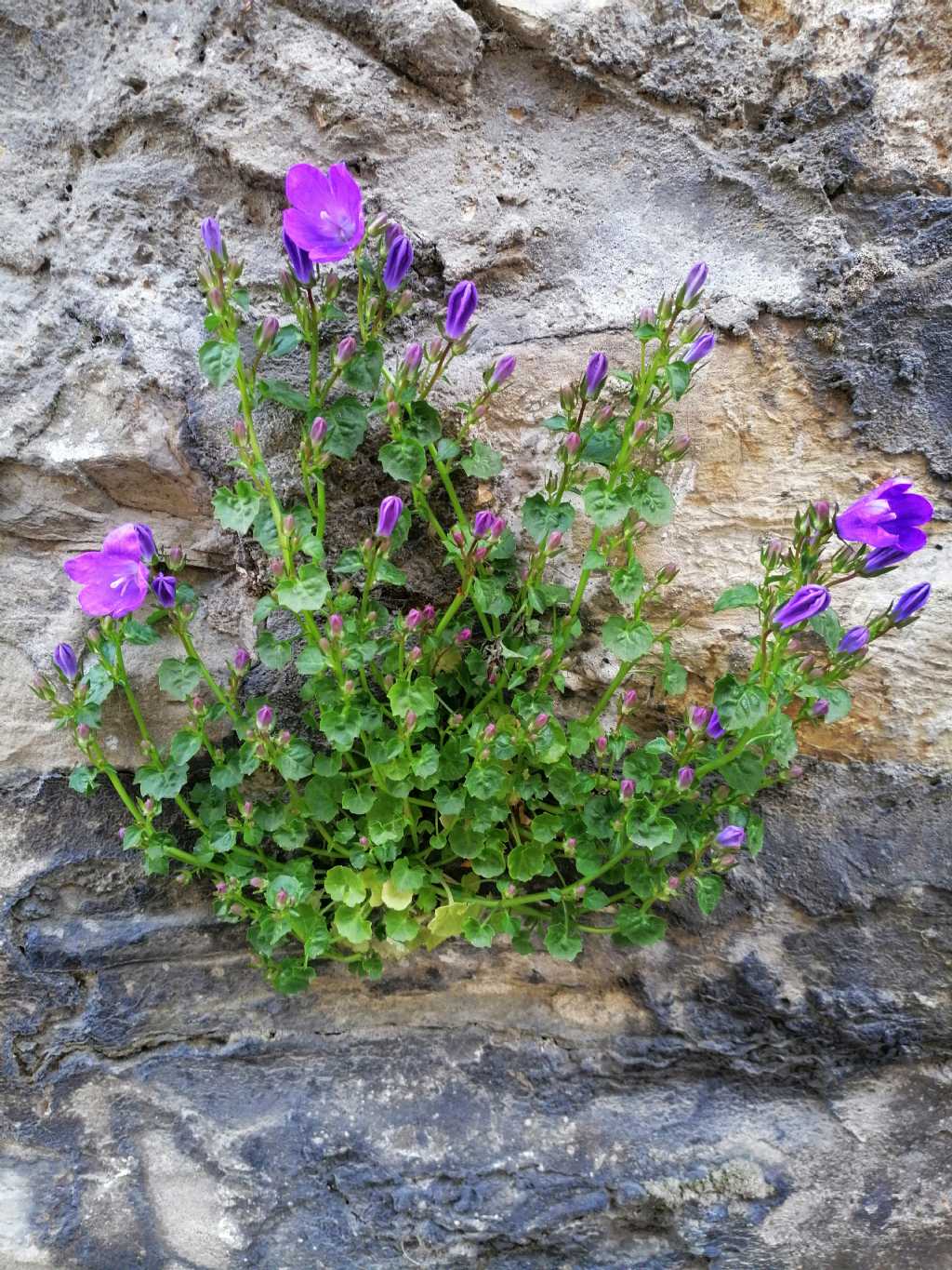 Campanula portenschlagiana / Campanula dalmata