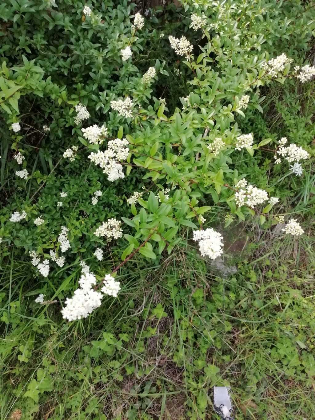 Cespuglio molto comune.....Ligustrum vulgare (Oleaceae)