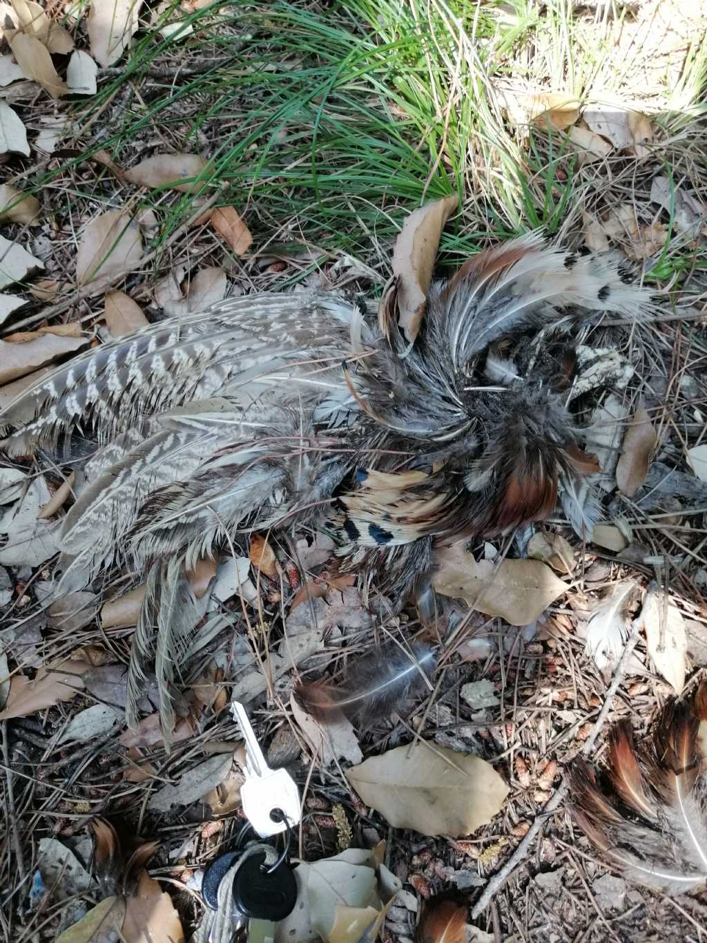 Resti di uccelli predato