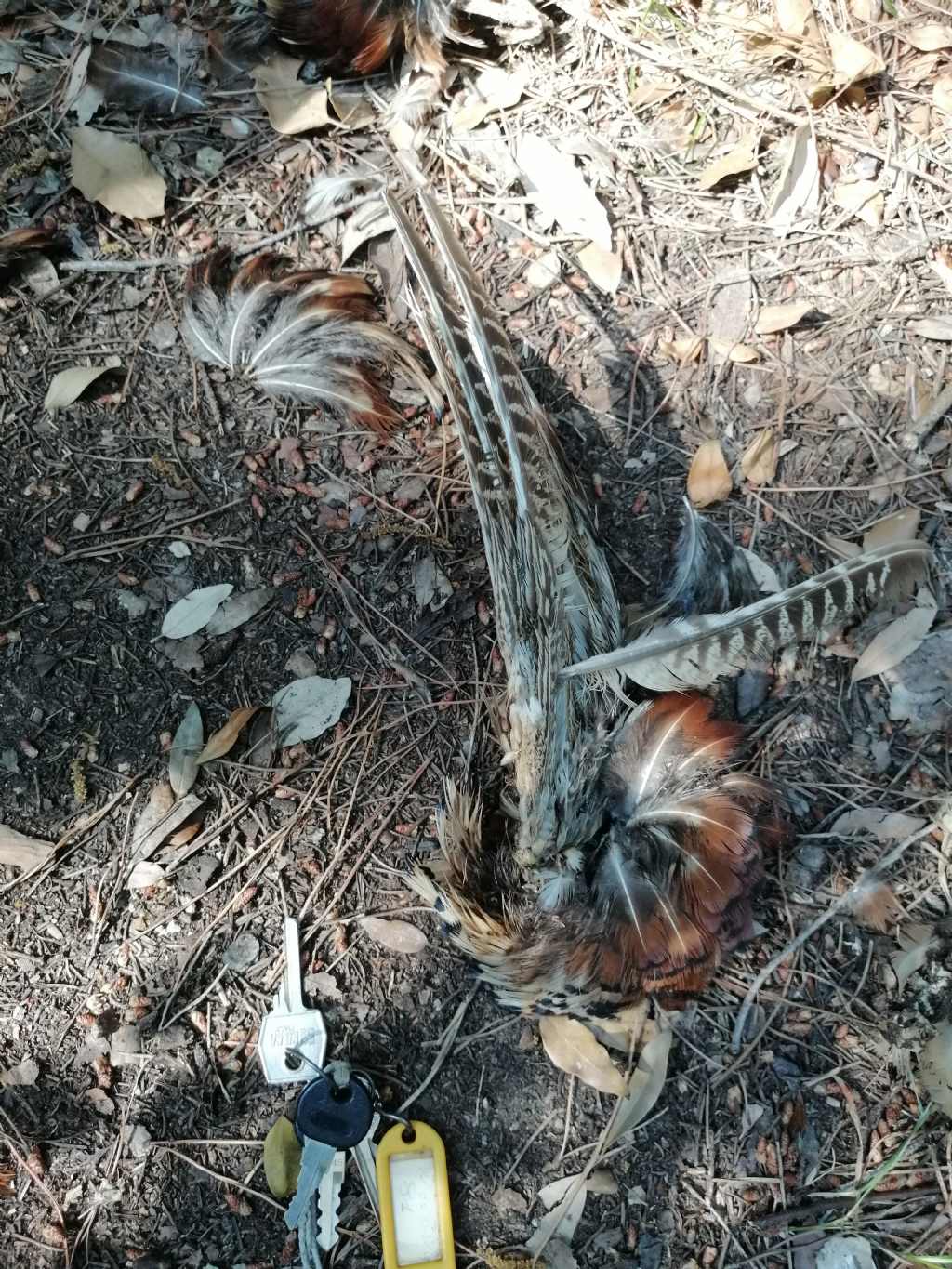 Resti di uccelli predato