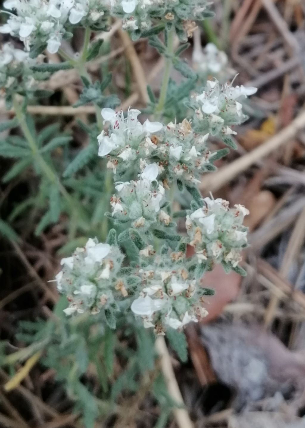 Molto profumata: Teucrium capitatum (Lamiaceae)