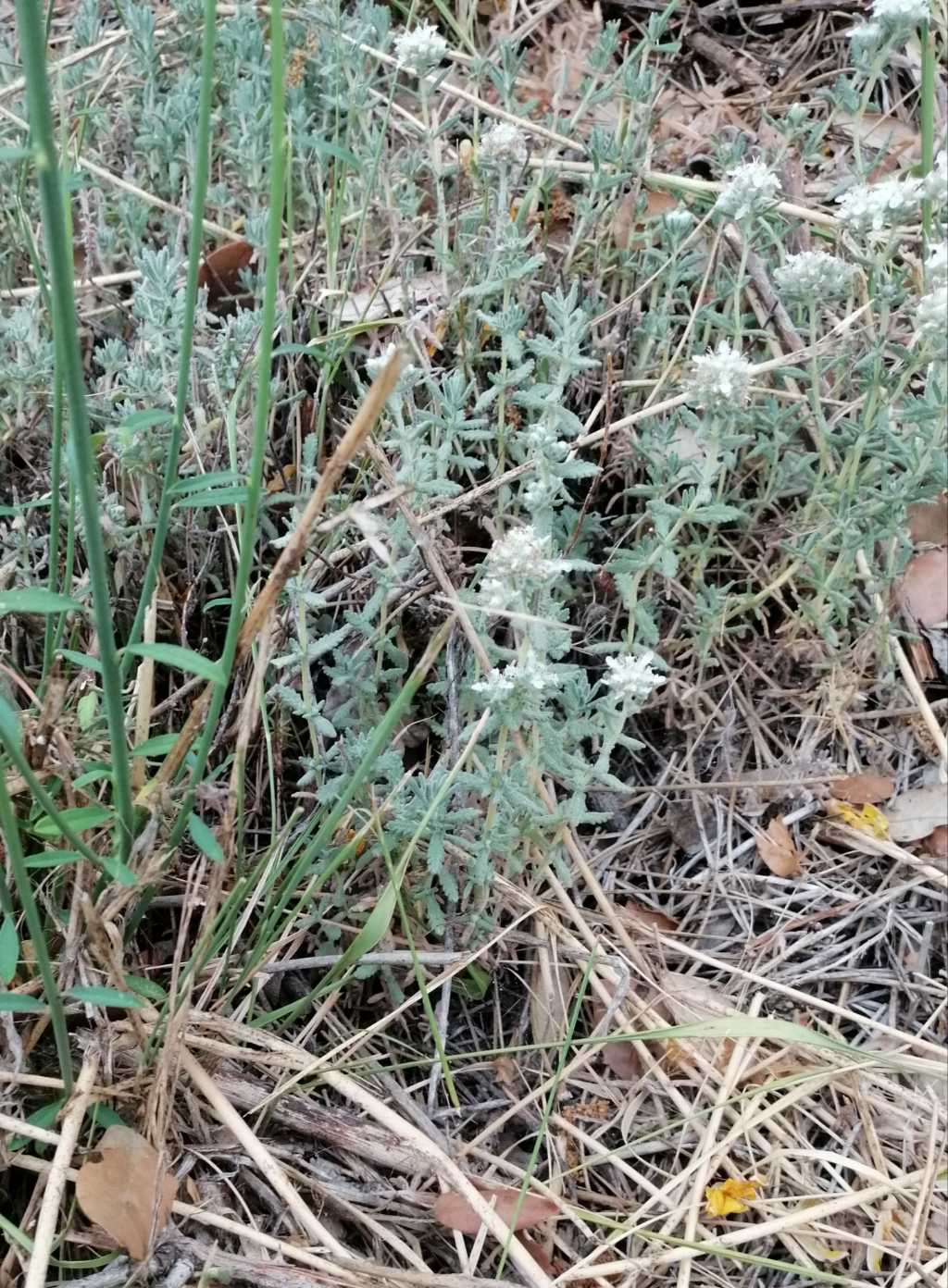 Molto profumata: Teucrium capitatum (Lamiaceae)