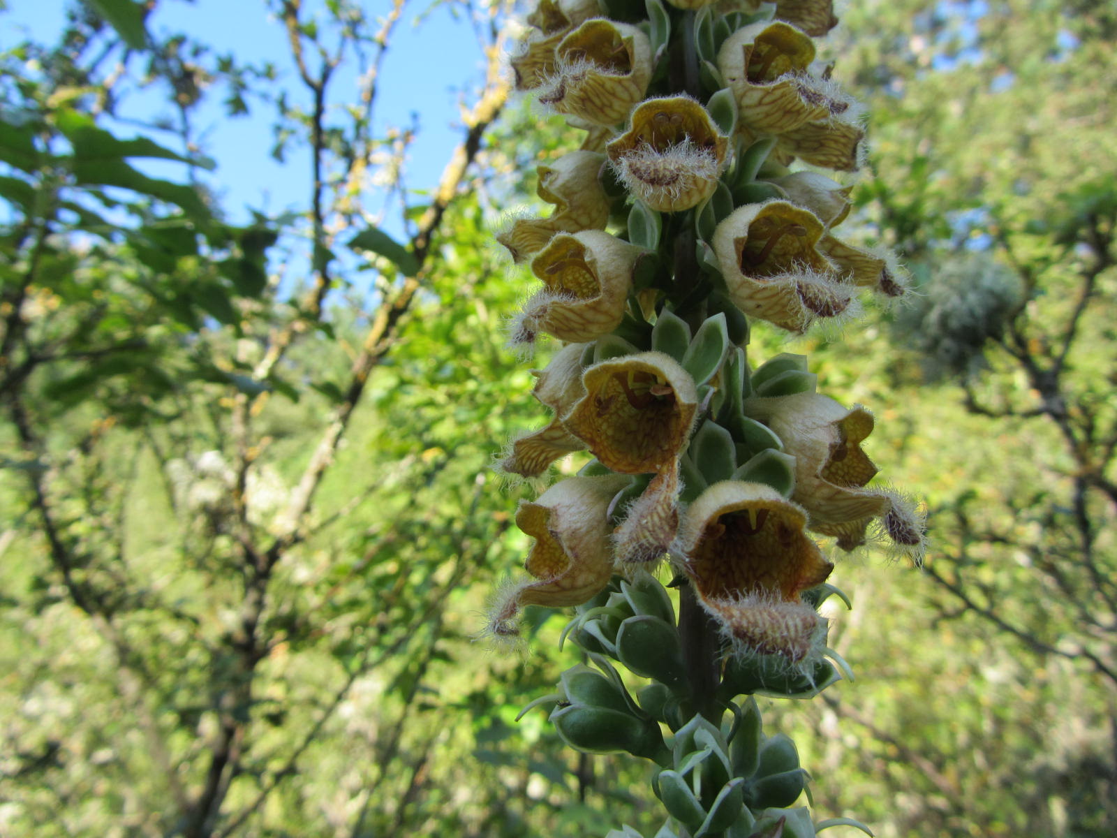 Digitalis ferruginea