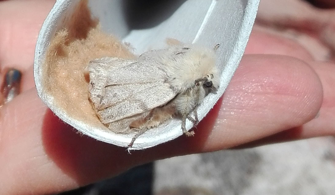 Da identificare: femmina di Lymantria dispar - Erebidae Lymantriinae