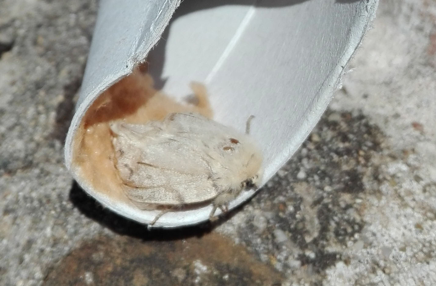Da identificare: femmina di Lymantria dispar - Erebidae Lymantriinae