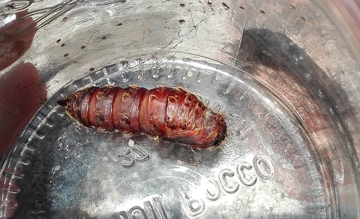Da identificare: femmina di Lymantria dispar - Erebidae Lymantriinae