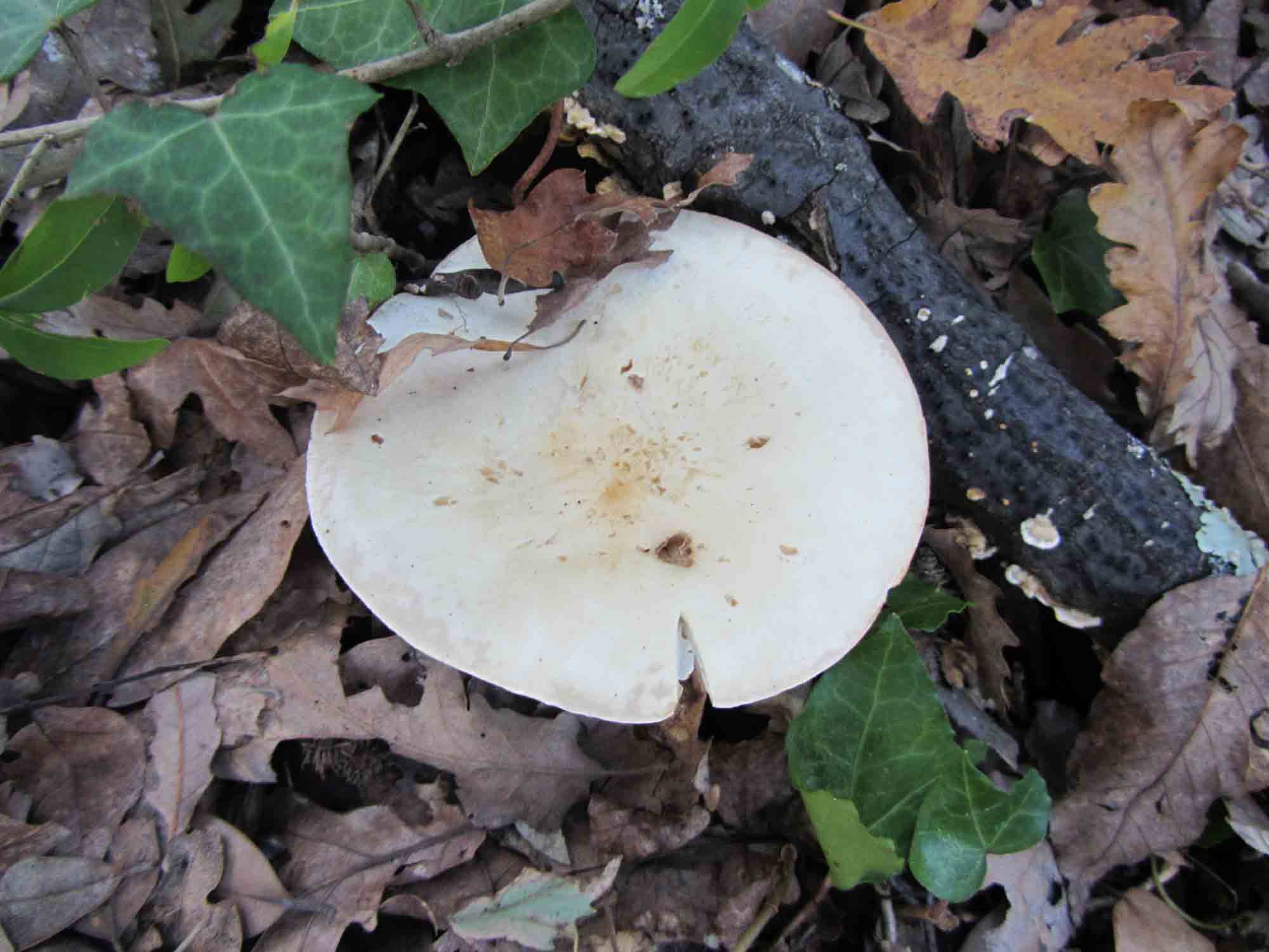 Ancora un fungo da determinare. Stavolta bianco