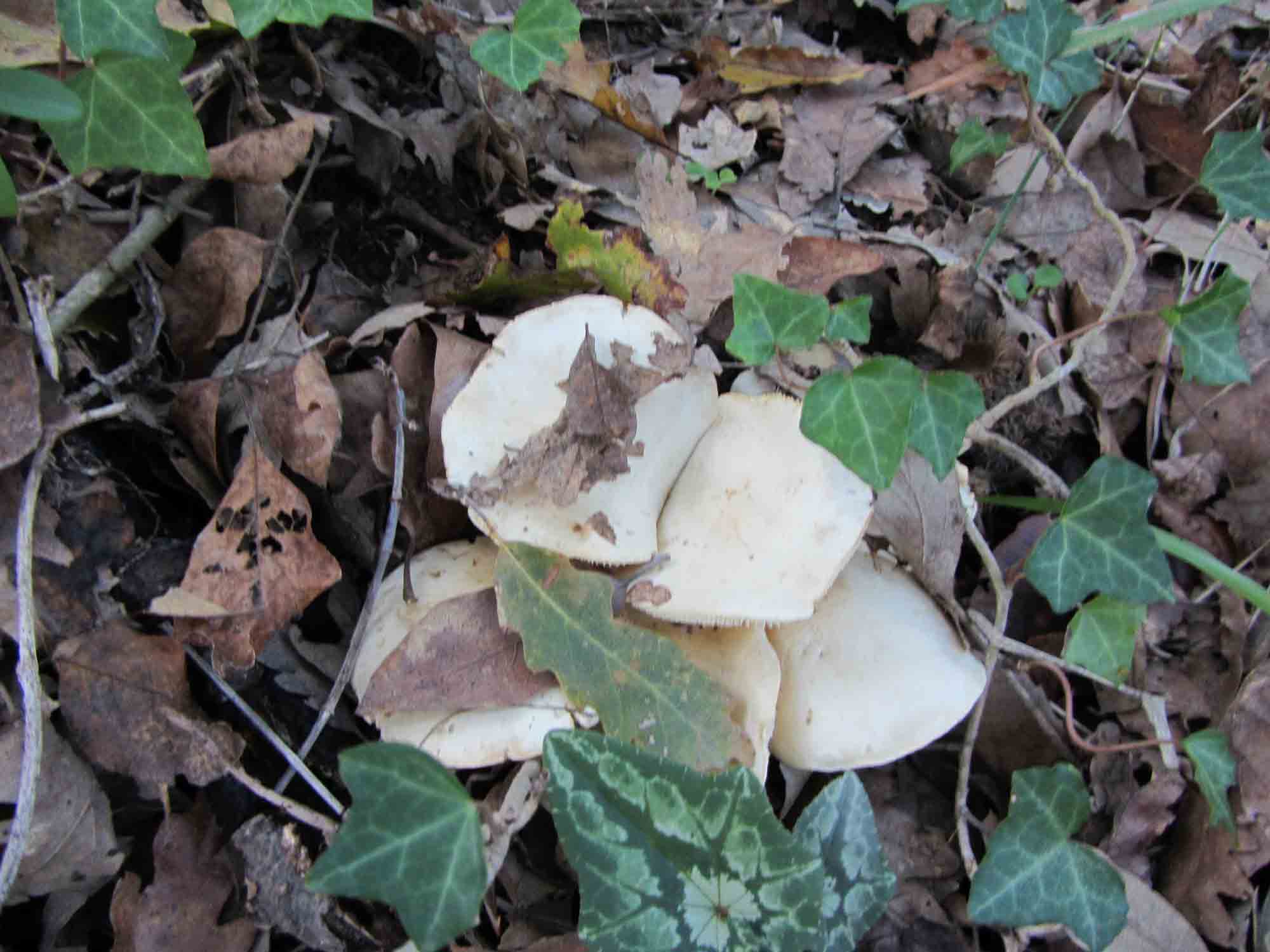 Ancora un fungo da determinare. Stavolta bianco