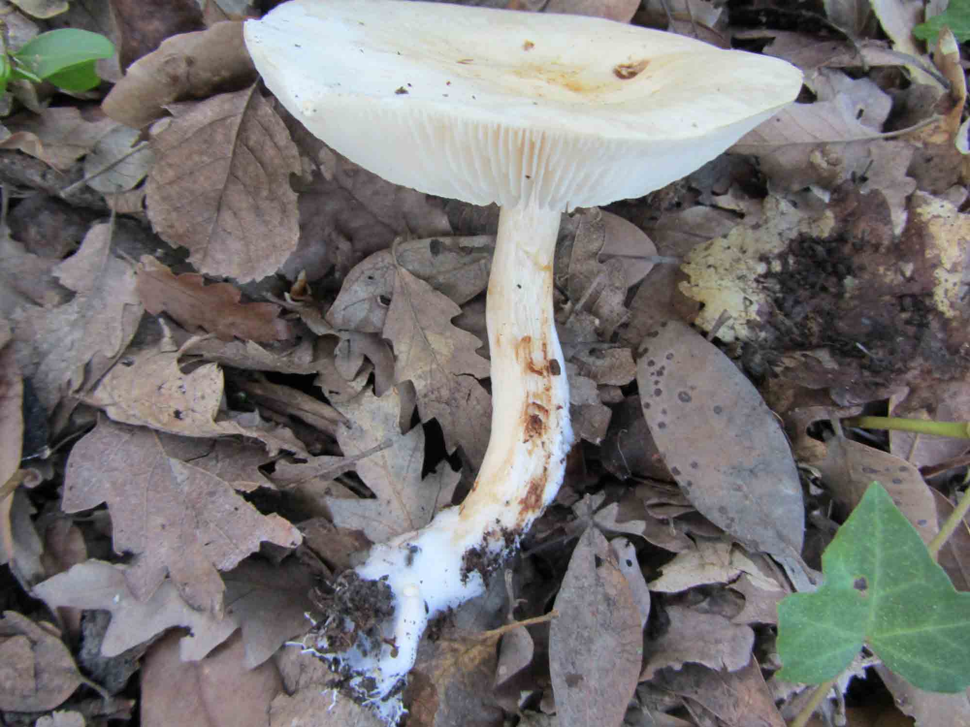 Ancora un fungo da determinare. Stavolta bianco